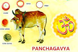 PANCHGAVYA